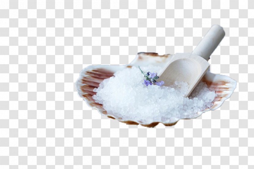 Clam Oyster Sea Salt - Mollusc Shell - White With Transparent PNG