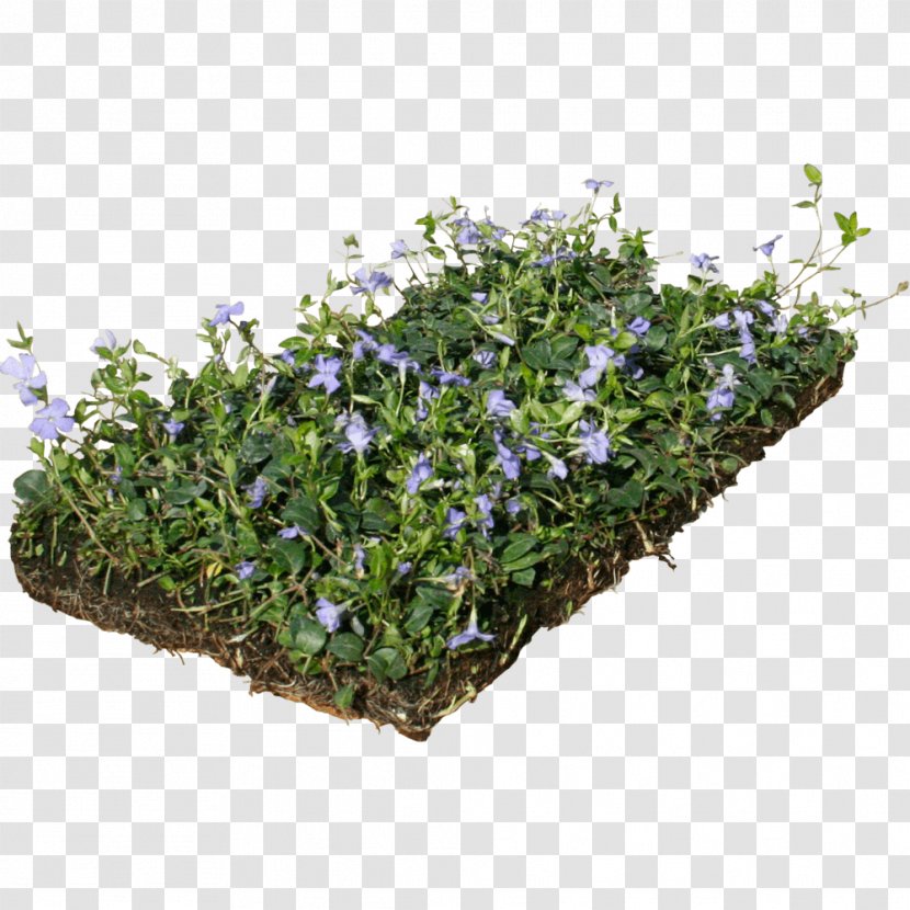 Myrtle Groundcover Perennial Plant Evergreen Dwarf Lilyturf Transparent PNG