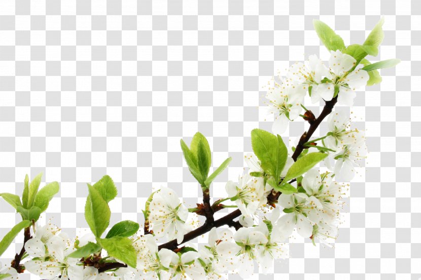 Holiday Greetings New Year Nowruz Iran U0642u0627u0646u0648u0646 U0637u0628 - Tree - Creative Peach Branches Transparent PNG