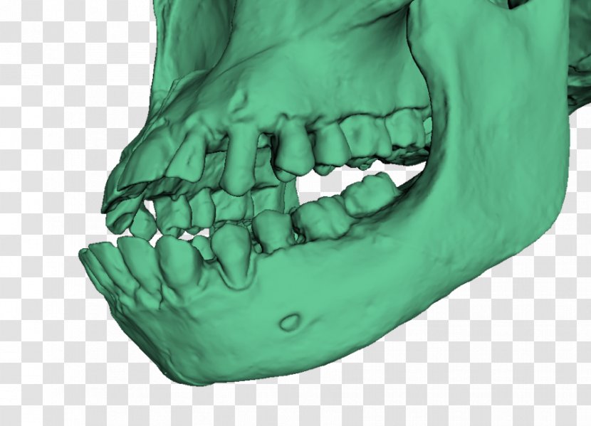 Lake Turkana 3D Scanner Fossil Boy Great Apes - Bone - Ancient Transparent PNG