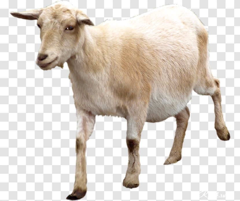 Goat Sheep Image Animal - Horn Transparent PNG
