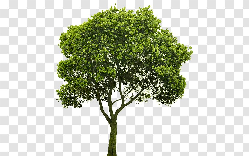 Tree Shrub Rendering Clip Art - Populus Sect Aigeiros Transparent PNG