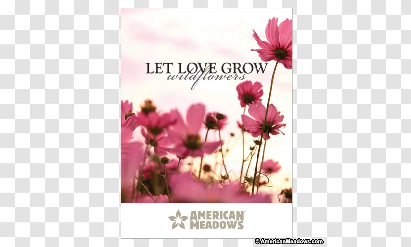 Stock Photography Flower Cosmos Seed - Petal - Let Love Grow Transparent PNG