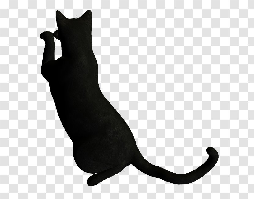 Whiskers Cat Font Tail Black M - Like Mammal Transparent PNG