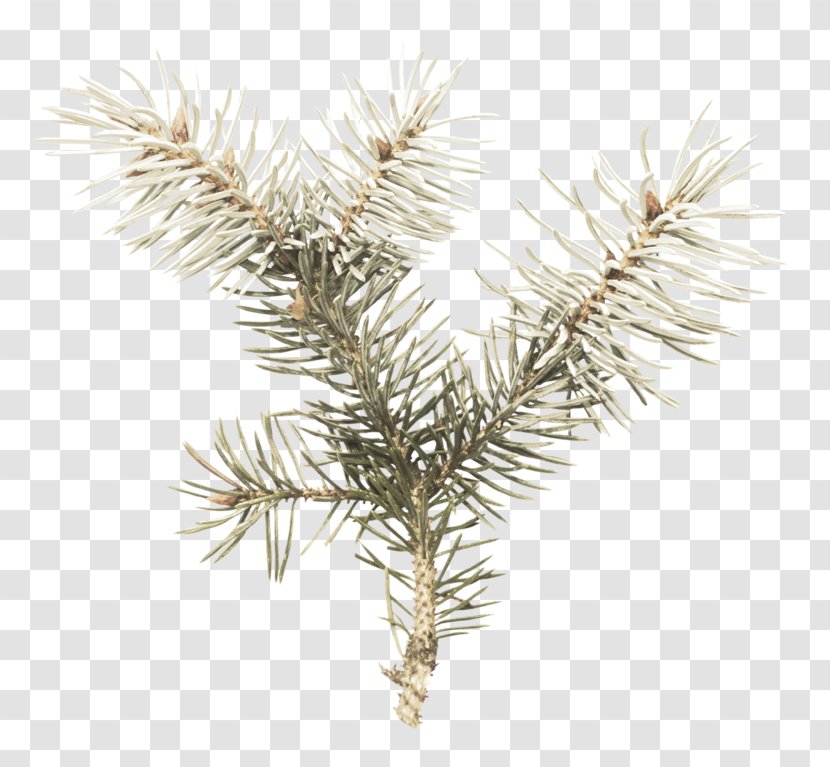 Fir Spruce Christmas Ornament Pine Transparent PNG