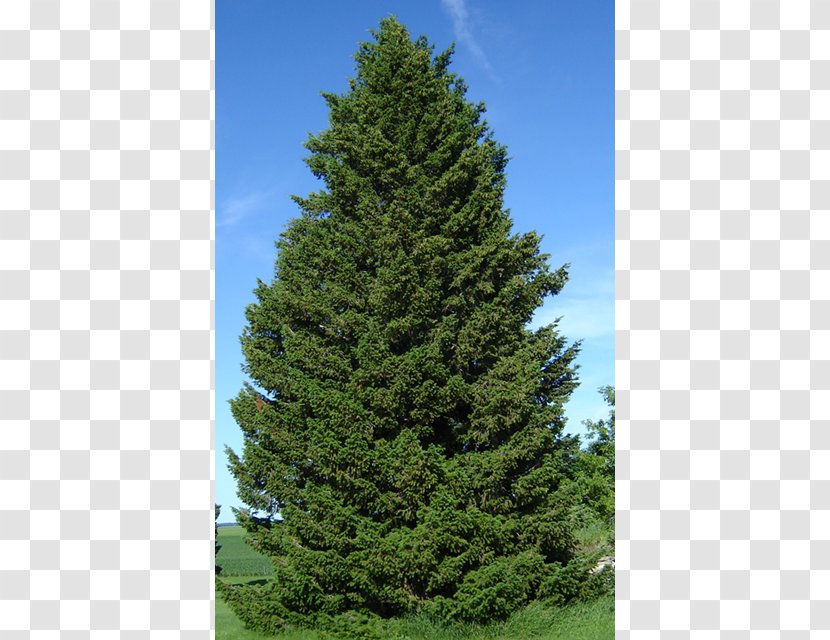 Douglas Fir Pseudotsuga Menziesii Var. Glauca Taiga Tree Evergreen - Woody Plant Transparent PNG