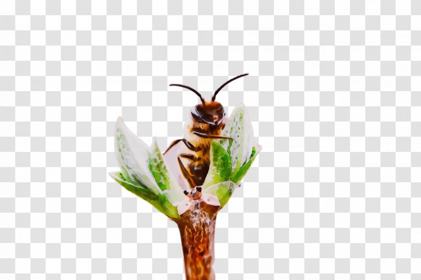 Insect Pest Membrane-winged Plant Wasp - Stem - Flower Transparent PNG