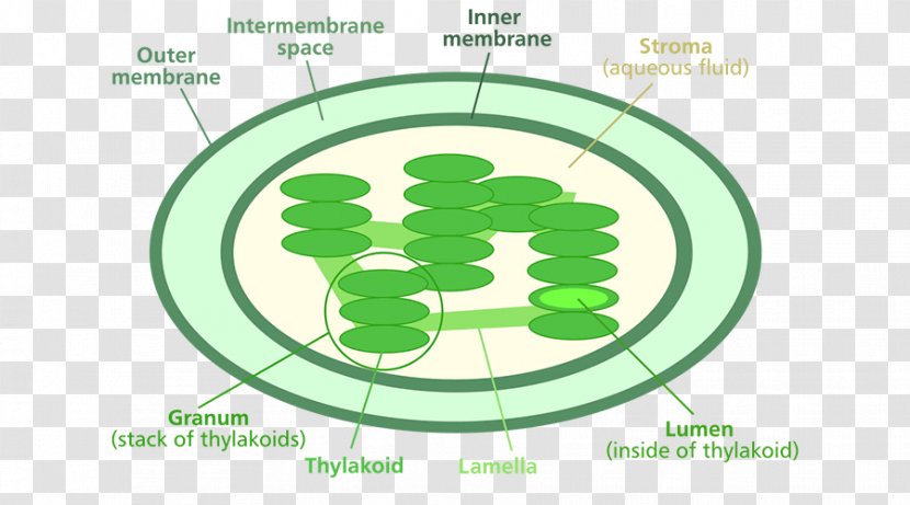 Chlorophyll A Chloroplast Photosynthesis Diagram - Plant Cell Transparent PNG