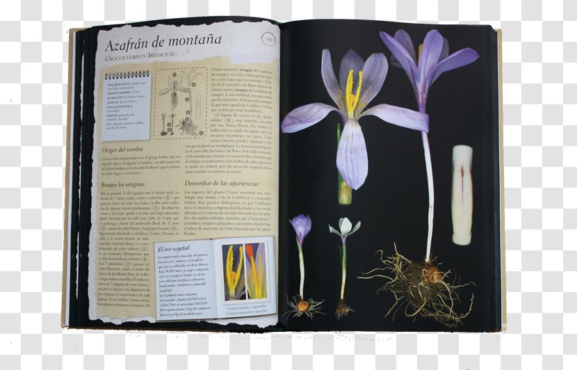 Herbario De Plantas Silvestres Herbarium Éditions Larousse Author - Book - Description Transparent PNG