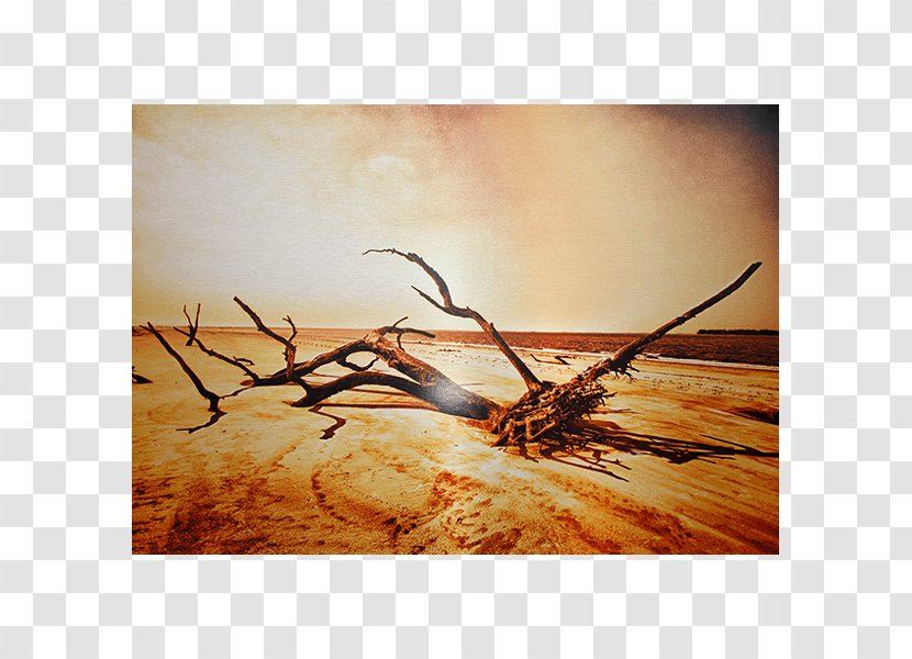 Driftwood Beach Printing Lake Canvas Print Work Of Art - Jekyll Island Transparent PNG