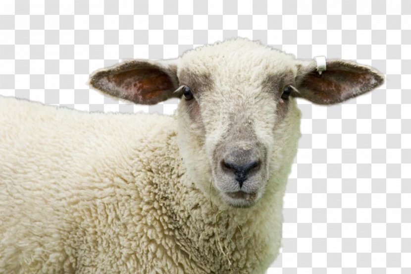 Eid Al Adha Islamic Background - Mercedesbenz - Goat Cowgoat Family Transparent PNG