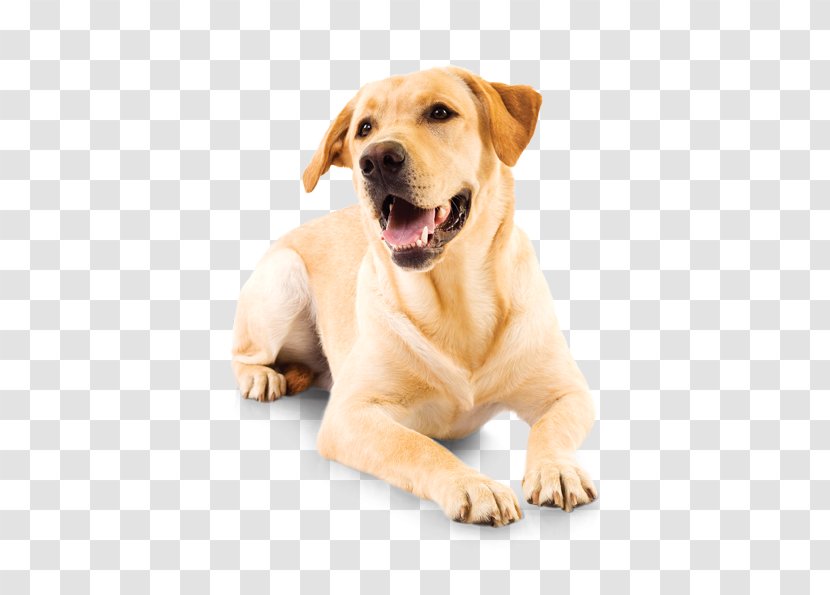 Labrador Retriever Puppy Companion Dog Pet Shop Breed - Animal Transparent PNG