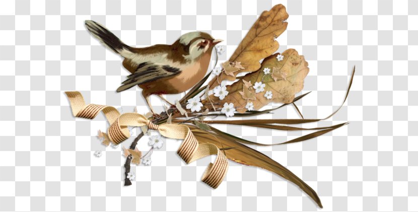 House Sparrow Bird - Blog Transparent PNG