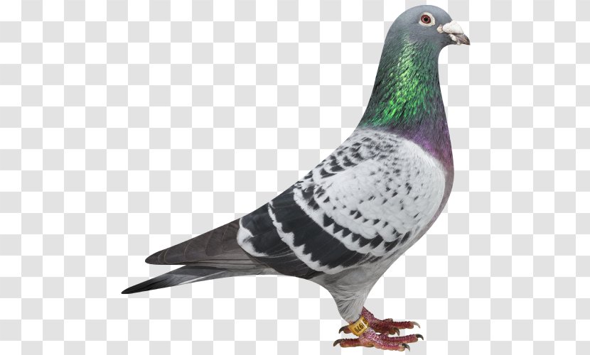 Racing Homer Columbidae Homing Pigeon - Stock Dove Transparent PNG