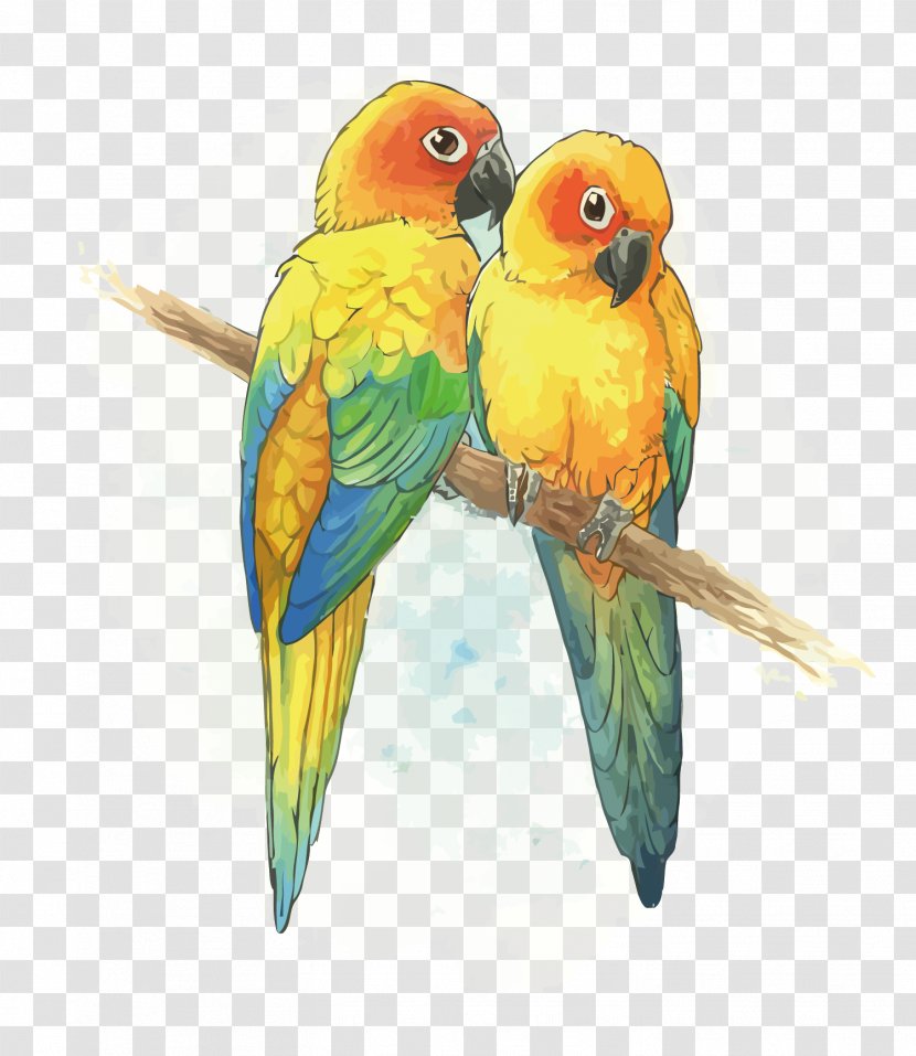 Budgerigar Lovebird Parrot Lories And Lorikeets - Sun Conure - Vector Transparent PNG