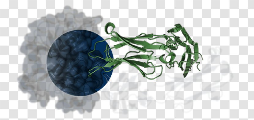 Epitope Paratope Antigen-antibody Interaction - Antigenantibody - Drug Discovery Services Transparent PNG