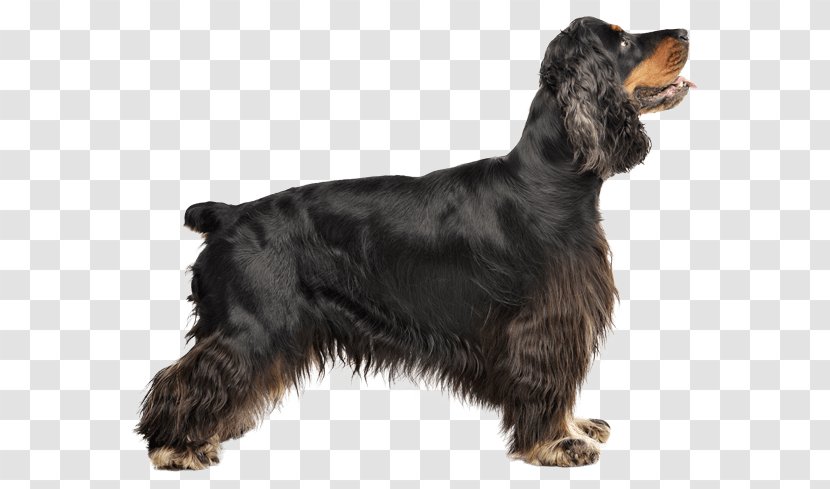 Field Spaniel American Cocker English Water Springer Transparent PNG