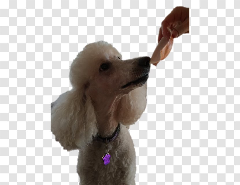 Standard Poodle Miniature Toy Puppy - Dog Breed - Yum! Transparent PNG