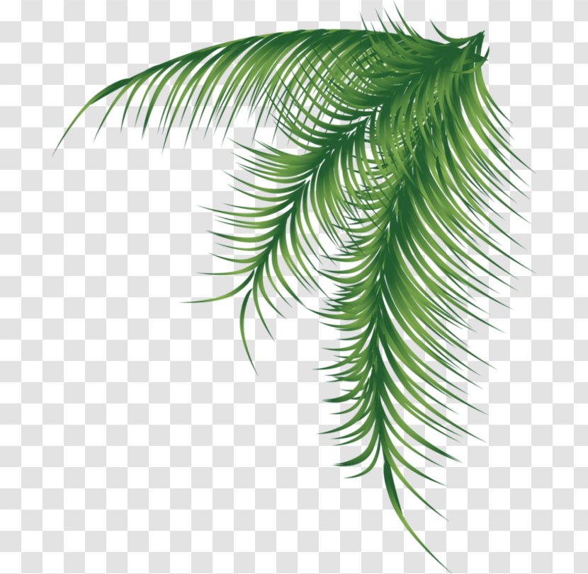 Arecaceae Palm Branch Leaf - Fir - BAY LEAVES Transparent PNG