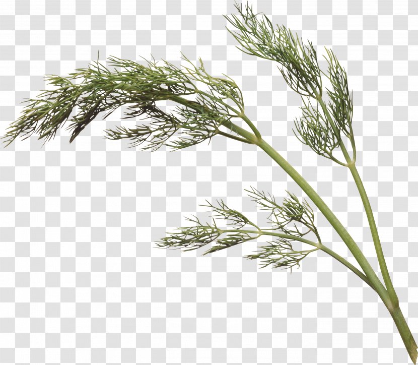 Dill Parsley Cumin Herb Coriander - Tree - Herbs Transparent PNG