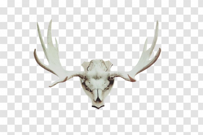 Red Deer Moose Antler Horn - Trophy Transparent PNG