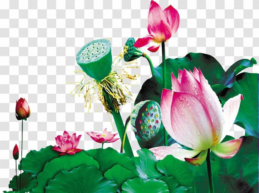 Lotus Pictures - Family - Proteales Transparent PNG