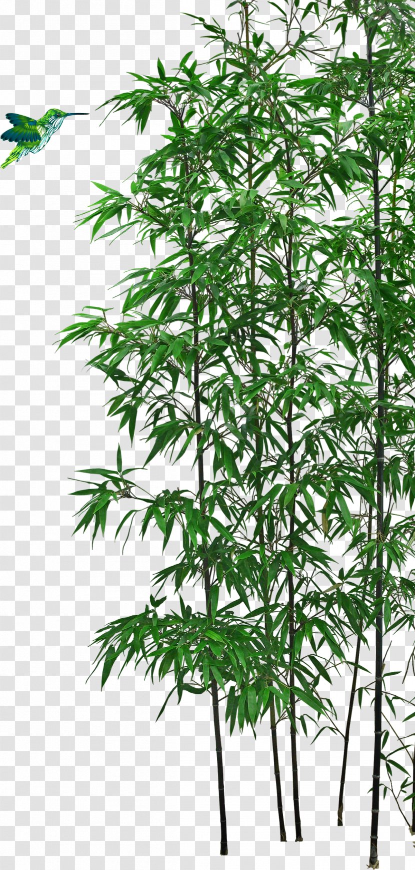 Bamboo Bonsai Tree - Plant Transparent PNG