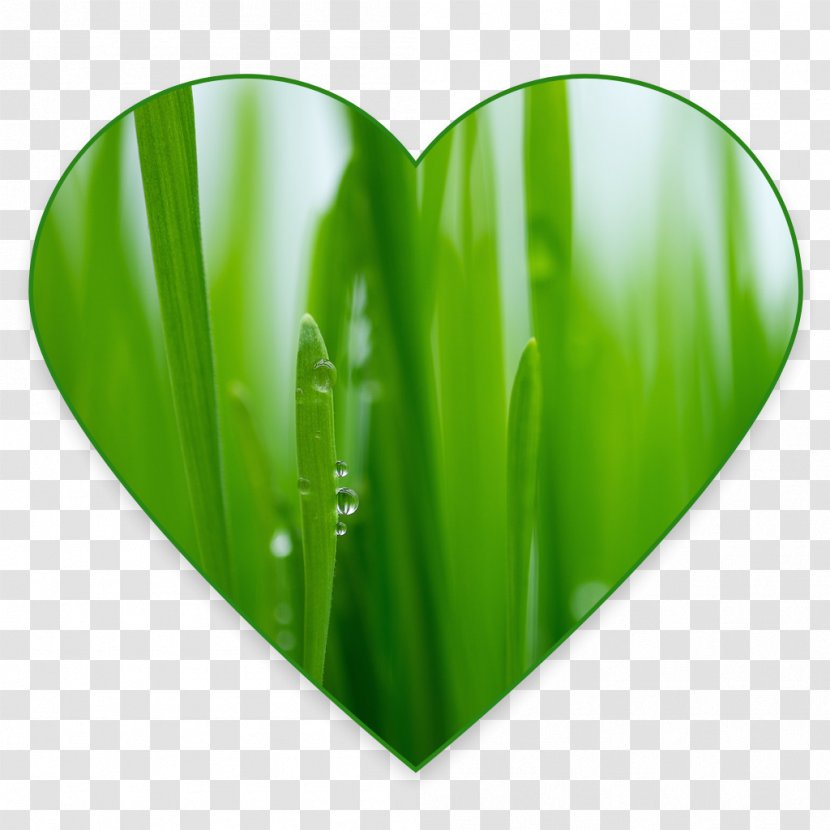 Wheatgrass Juice Water Organic Food - Heart Transparent PNG