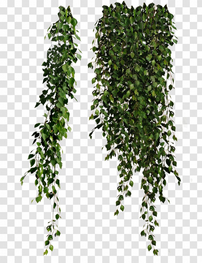 Plant Clip Art - Shrub - Plants Transparent PNG