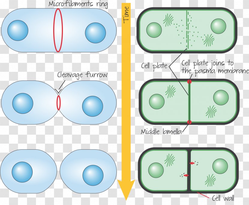 Cytokinesis In Animal Cells Plant Cell Telophase - Plants Transparent PNG