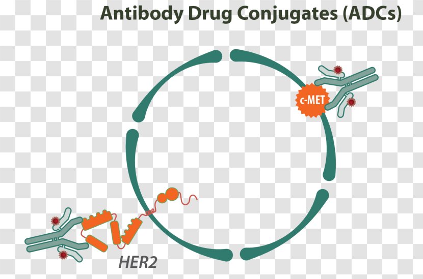 Antibody-Drug Conjugates Immune System Monoclonal Antibody - Oncology Transparent PNG