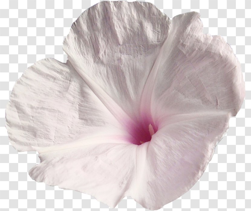 Mallows Morning-glories Petal Morning Glory - White Transparent PNG