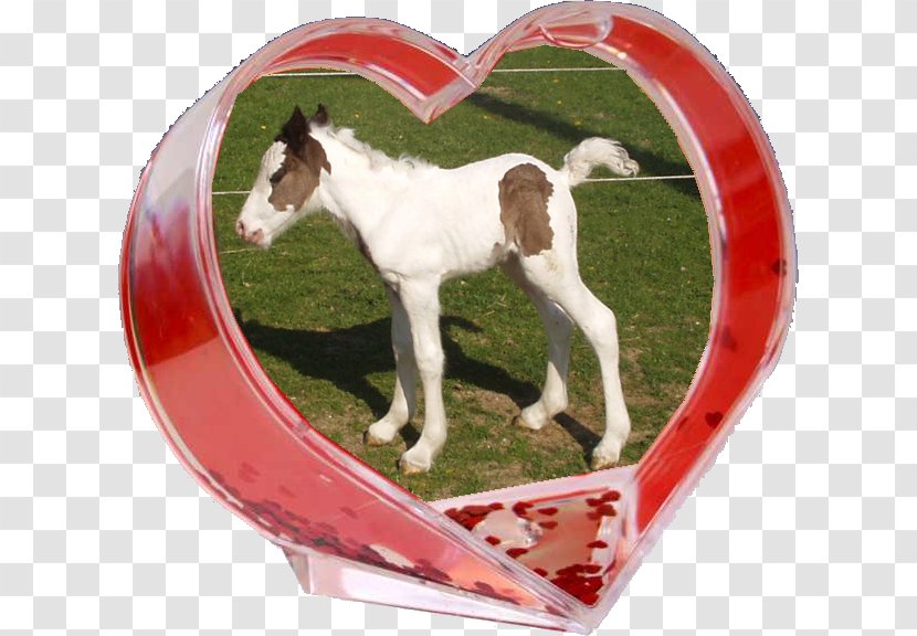 Pony Foal Mustang Mare Halter Transparent PNG