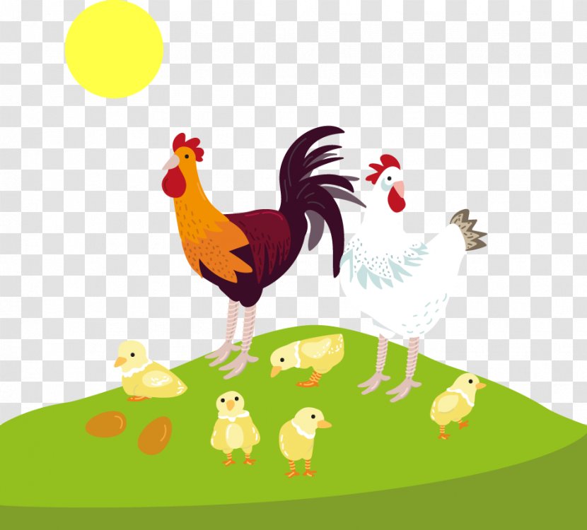 Chicken Rooster - Phasianidae - Vector Cartoon Hen Chicks Sunrise Transparent PNG