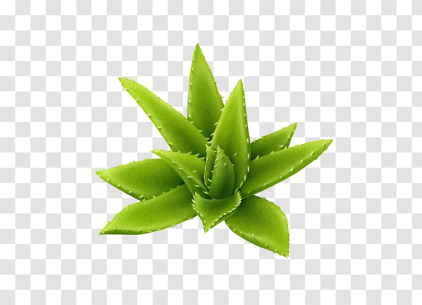 Aloe Plant Download - Cmyk Color Model - Green Transparent PNG