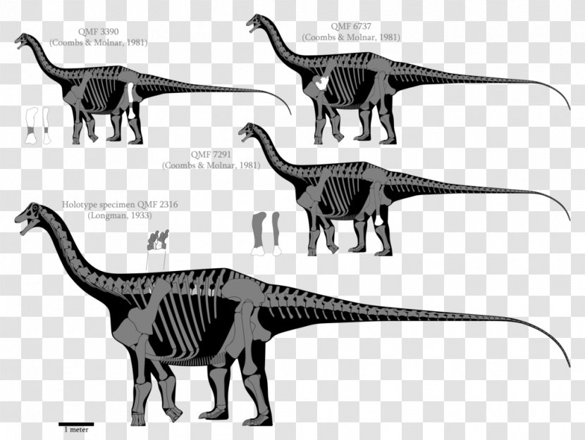 Austrosaurus Dinosaur Diamantinasaurus Barosaurus Amphicoelias - Terrestrial Animal - Reconstruction Transparent PNG