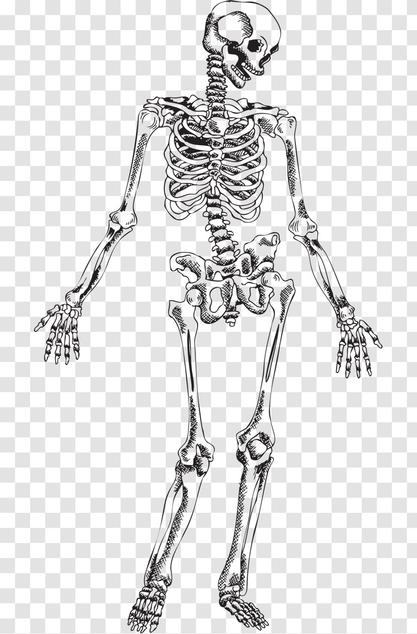 Human Skeleton Skull - Watercolor Transparent PNG