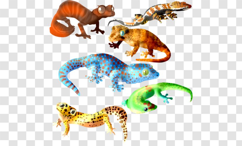 Tokay Gecko Lizard Gargoyle Crested - Tail Transparent PNG