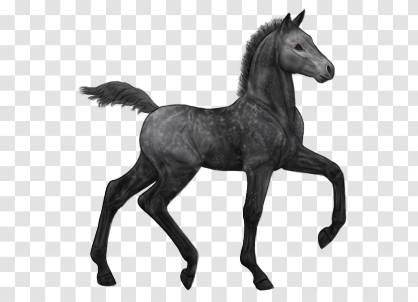 Mustang Stallion Arabian Horse Foal Colt - Rein Transparent PNG