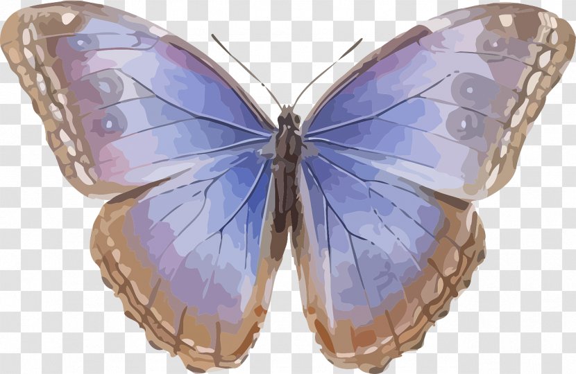 Butterfly Morpho Helenor Peleides Insect Menelaus - Marsh Fritillary - Blue Transparent PNG