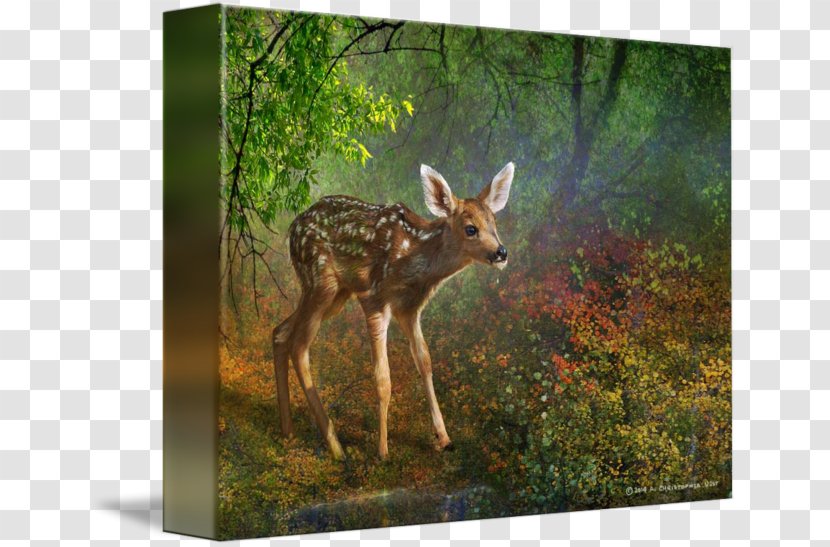 White-tailed Deer Canvas Print Printing Painting - Terrestrial Animal Transparent PNG