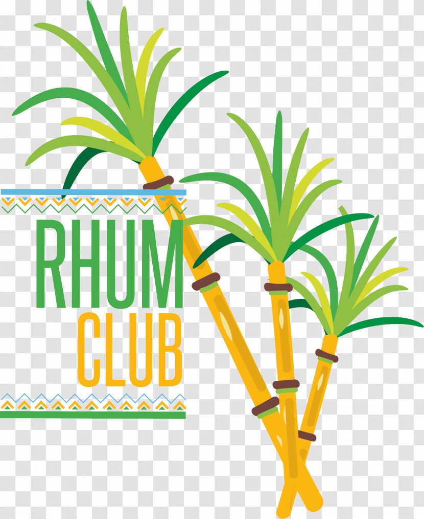 Rum Restaurant Antillais Festival Palm Trees - Woody Plant - Gustazo Cuban And Cafe Transparent PNG