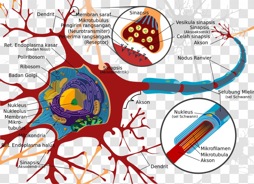 Motor Neuron Cell Nervous System Soma - Tree - Neurons Transparent PNG