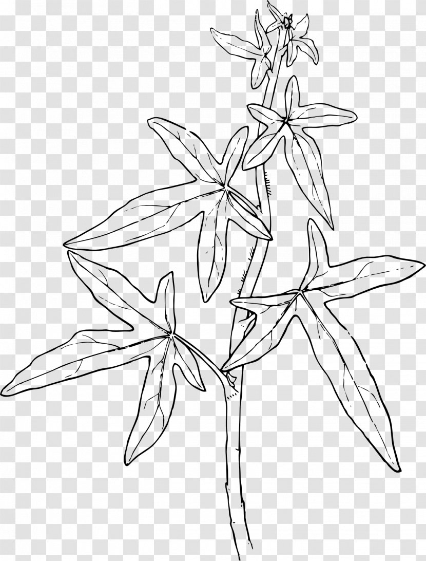 Ivy Plant Vine Clip Art - Pollinator Transparent PNG