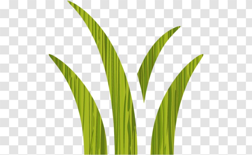 Leaf Grasses Plant Stem Commodity Arecaceae - Family Transparent PNG