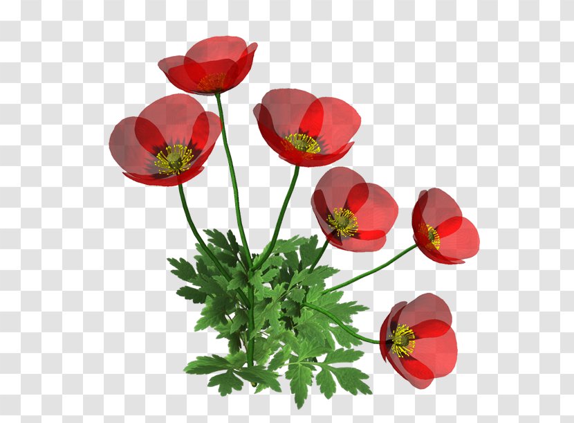 Poppy Cut Flowers - Anemone - Flower Transparent PNG
