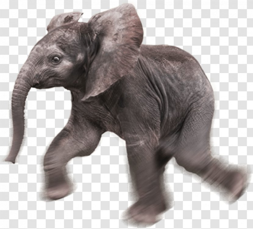 Indian Elephant African Elephants Image - Animal Figure Transparent PNG
