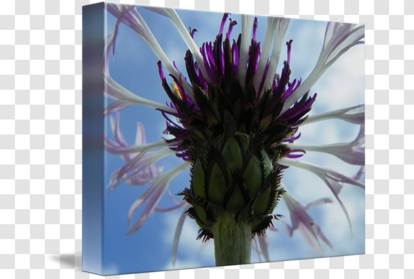 Milk Thistle Plant Stem - Violet - Bachelor Button Flower Transparent PNG