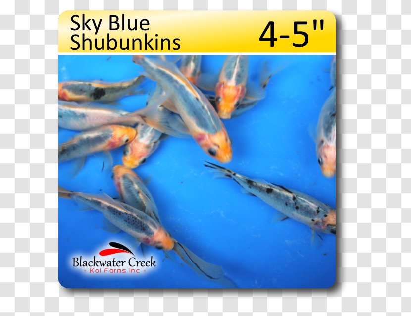 Shubunkin Koi Sky Blue Fish - Feeder Transparent PNG