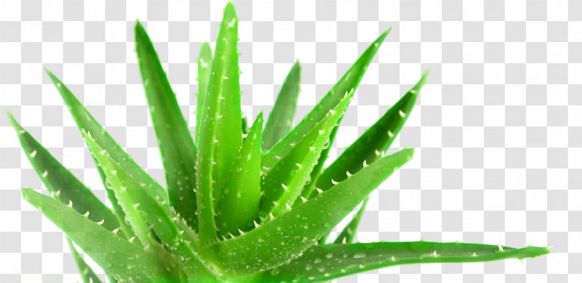Aloe Vera Plant Medicine Forever Living Products Health - Organism Transparent PNG